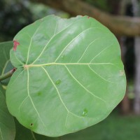 Coccoloba uvifera (L.) L.